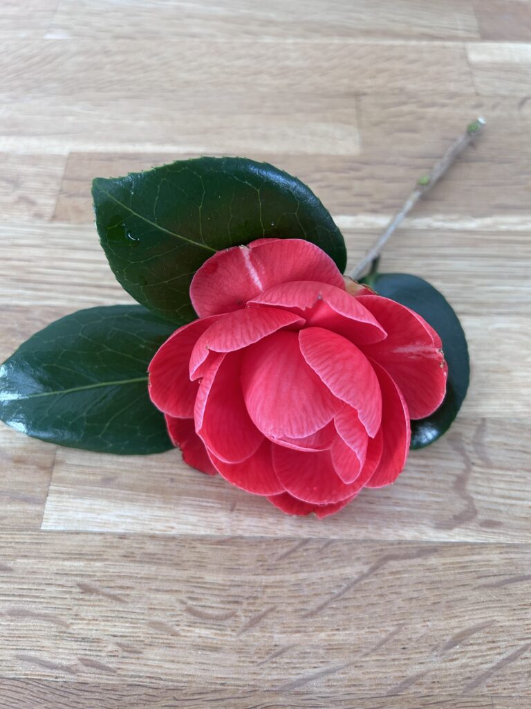 Spring flowers from the private garden at The Garden Flat