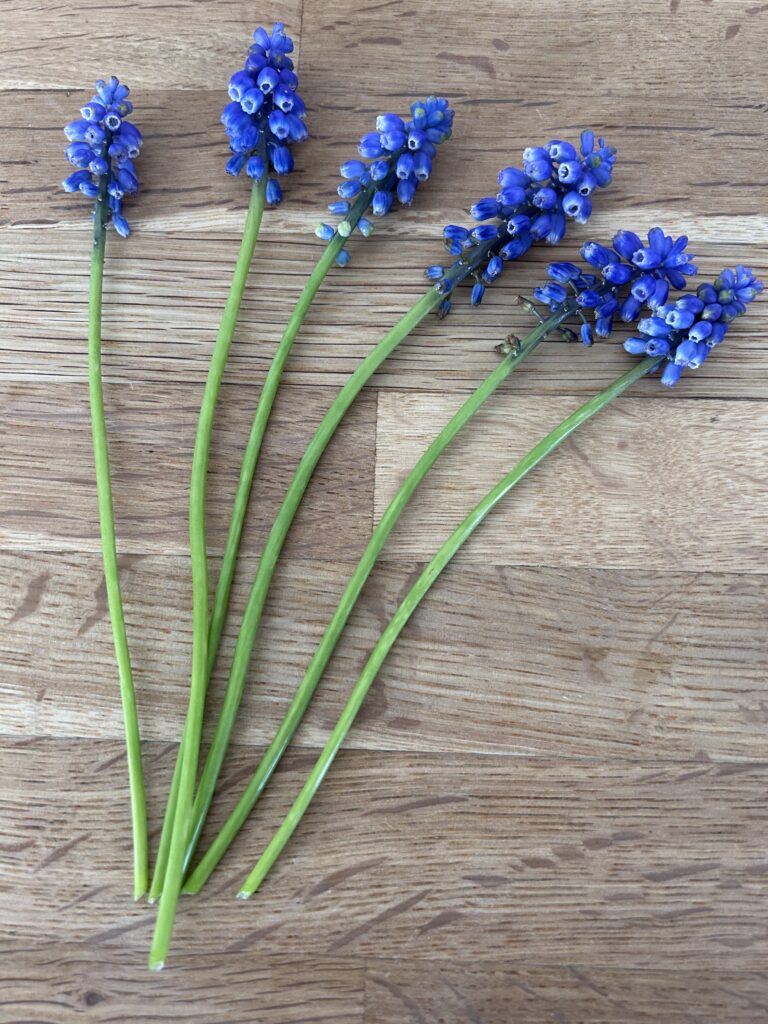 Spring flowers from the private garden at The Garden Flat