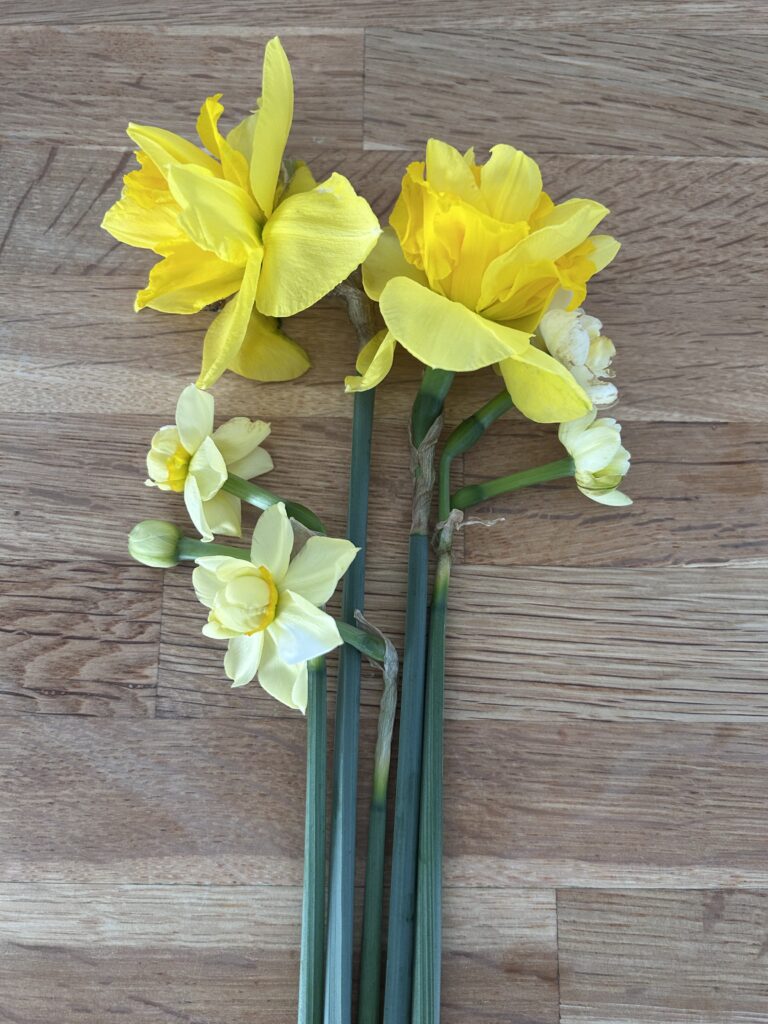 Spring flowers from the private garden at The Garden Flat