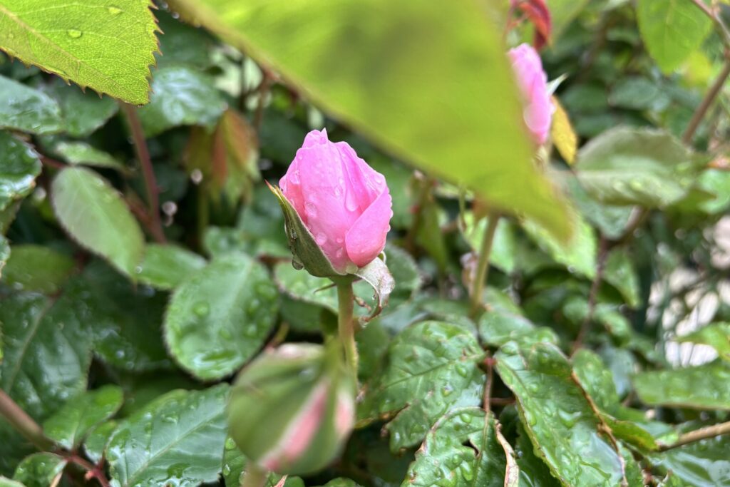 enjoy our secret garden
