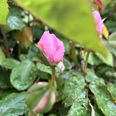enjoy our secret garden