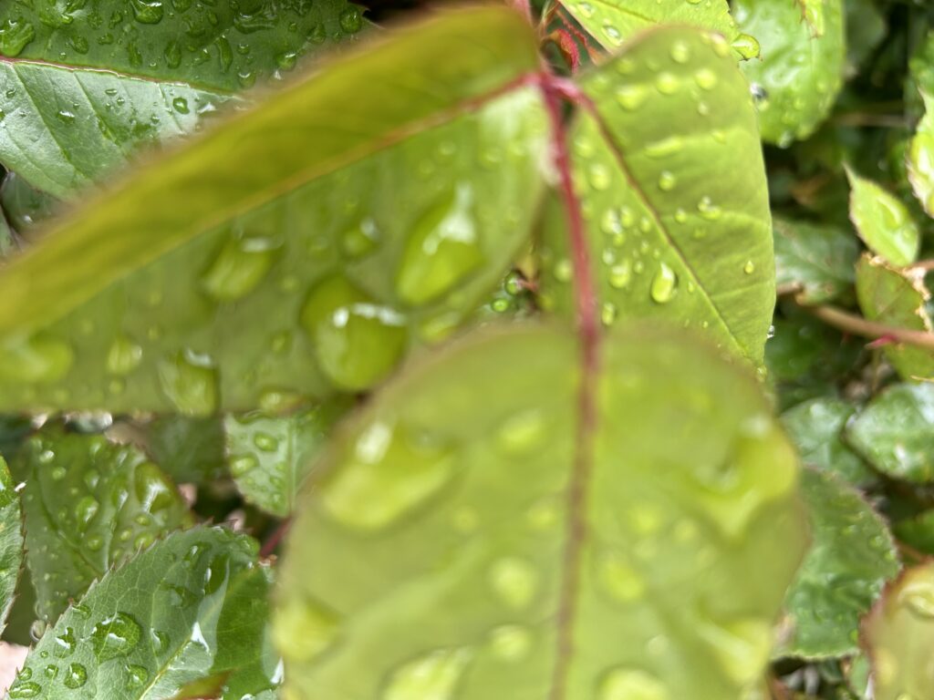 Rain in the garden